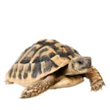 Schildkröten /Reptilien